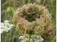 Гидролат моркови (Daucus carota) семена 100 мл