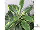 Фагрея вариегатная /  / FAGRAEA variegata