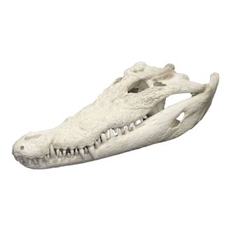 крокодил, череп, голова, кость, скелет, аллигатор, кайман, зубы, crocodile, skull, рептилия, чучело