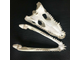 крокодил, череп, голова, кость, скелет, аллигатор, кайман, зубы, crocodile, skull, рептилия, чучело