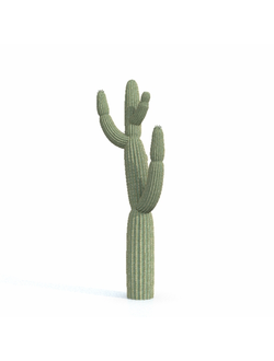 кактусы Карнегия гигантская-01