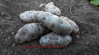 Сорт картофеля Vitelotte (Вителотте)