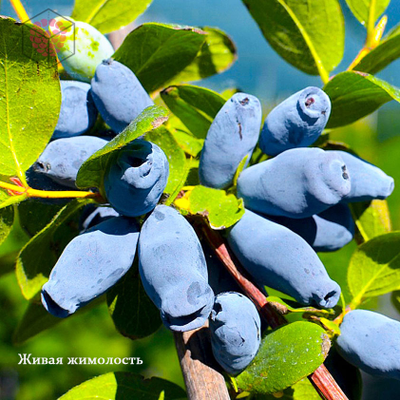 Силиконовый молд "Жимолость"