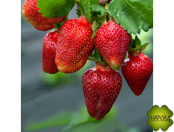 КЛУБНИКА "РОКСАНА" (СРЕДНЯЯ, АРОМАТНАЯ, НЕЖНАЯ)