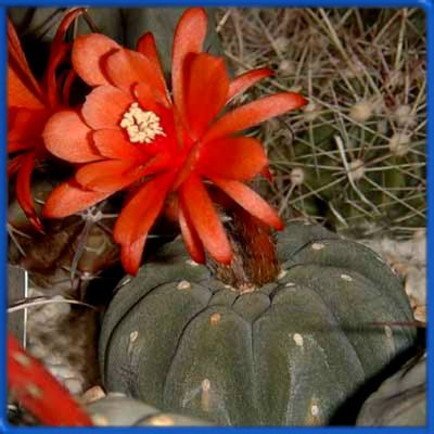 Matucana madisoniorum v. asterium KK 1766