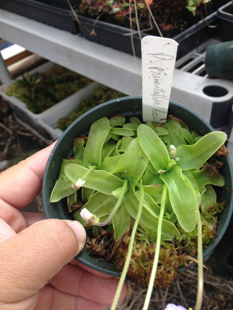 Pinguicula Primuliflora Rose - Пингвикула примулофлора розе, жирянка роза