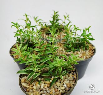 Sedum Silverstar - Sedum Lineare Variegatum, Очиток линейный серебряная звезда, очиток игольчатый, очиток ковровый