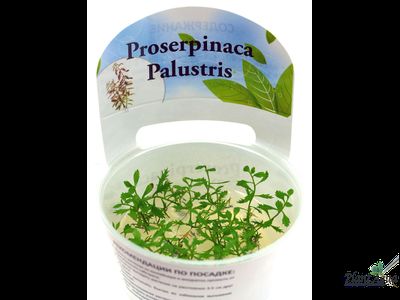 Прозерпинака водная (меристемная)