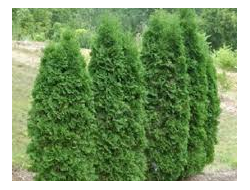 Туя  Пирамидалис Компакта  Р9