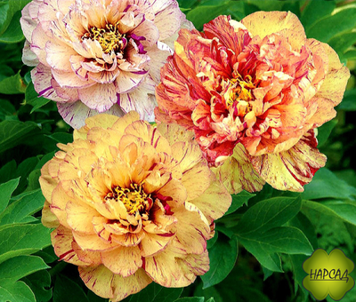 ПИОН ДРЕВОВИДНЫЙ "ЛОЛЛИПОП" (ИТО, хамелеон) зимовавший взрослый саженец