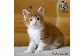 Волгоградский питомник Мейн кунов GangsterCat. Сайт: www.gangstercat.ru Тел: +7 (917) 335-09-66 (WhatsApp, Viber, Telegram), Татьяна.