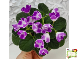 SimSim Magic Bells (Alex Mayer) (лист посажен 07.10.25)