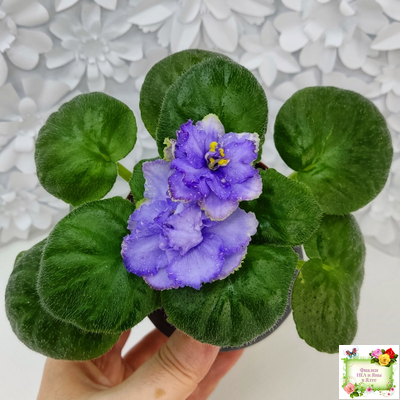 БР-Маленькое Счастье (С. и Н. Буркацкие) 2020 г.