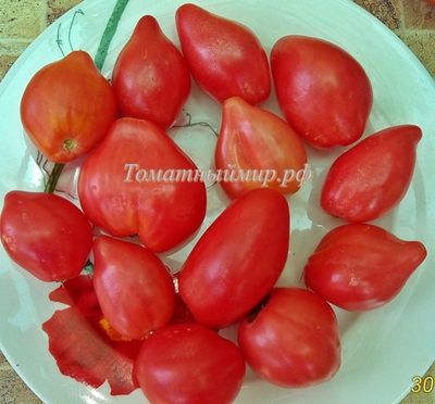 Томат Гном Десперадо ( Отчаянный, Dwarf Desperado)