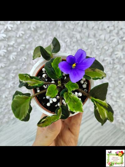 СФ-Томная Жозефина (С. Фатеева) листовая химера