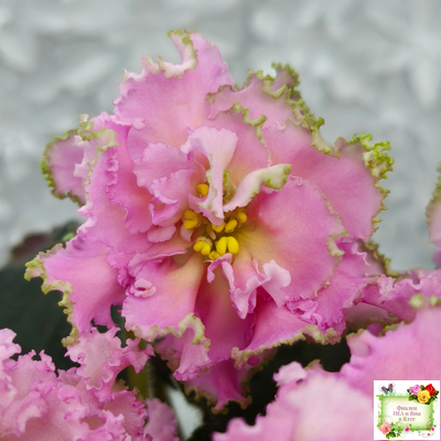 РМ-Саломея (Н. Скорнякова) 2019 г.