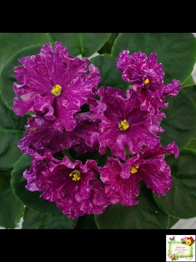 АВ-Тайны Востока (Фиалковод) 2022 г. (детка)