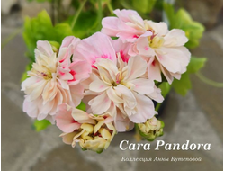 Cara Pandora, фото