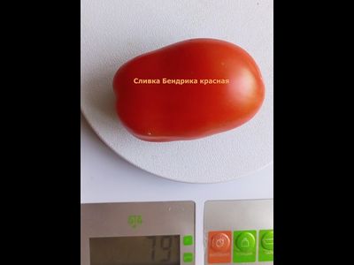 Томат Сливка Бендрика красная