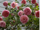 Роза Абрахам Дерби (Abraham Darby) , ОКС, Россия