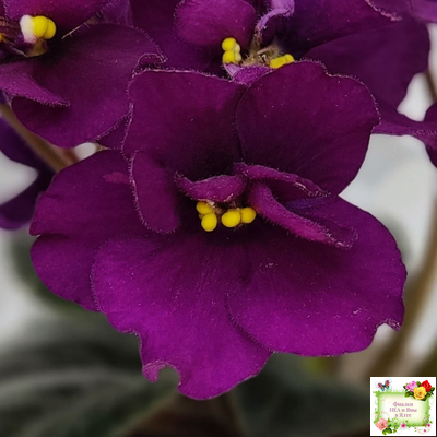 Jolly Prince (H.Pittman), #10462 (11/21/2011), DAVS 1731, TX Hyb