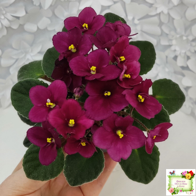 Jolly Mars (H.Pittman), #9718 (01/15/2007)