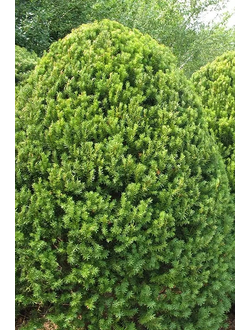 Тис средний Hicksii