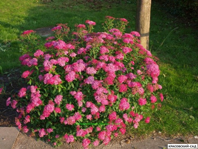 Спирея Энтони Ватерери