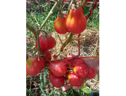 Томат Трюфель густо-малиновый