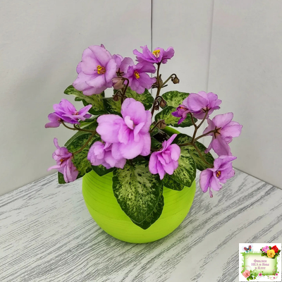 Trinket Terrific (E. Champion) (мозаичник)