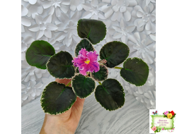 ТФ-Confetti (Т. Фурлетова) 2024 г.