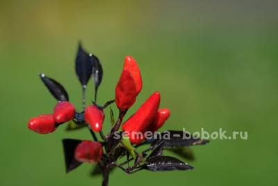 Перец острый  Explosive Ember, 10 шт