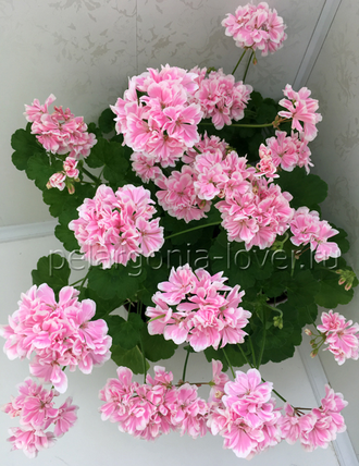 Saga - пеларгония миниатюрная зональная - описание сорта, фото - купить черенки в Перми и почтой