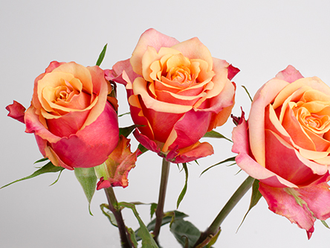 Черри Бренди