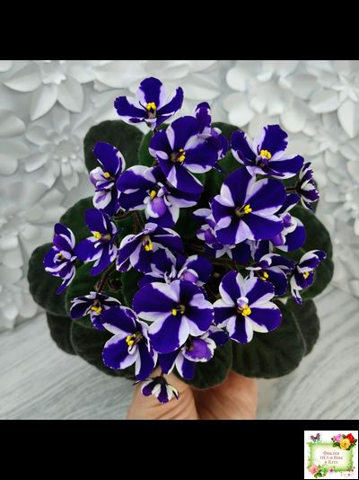 Concord (Horikoshi/Ozaki) (10/03/1992) химера (пасынок укоренённый)