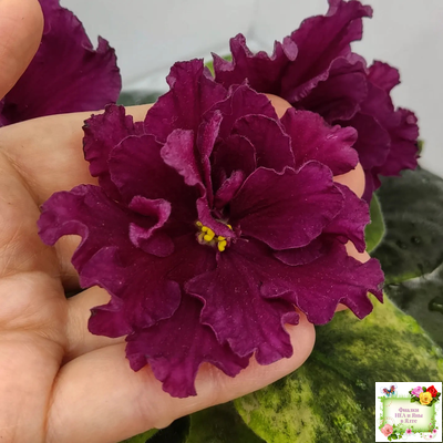 ЕК-Жара (Е. Коршунова) 2018 г.