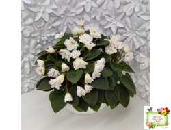 ЛЕ-Жемчужинка (Е. Лебецкая) 2018 г. трейлер