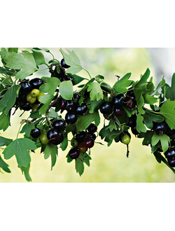 Смородина золотистая  Ермак