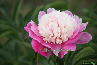 Paeonia Cora Stubbs (Кора Стаббс)