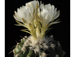 Discocactus chrystallophilus - 5 семян