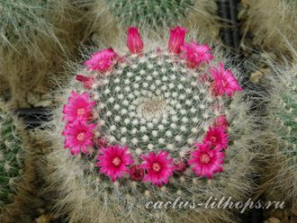 Mammillaria hahniana (семена)