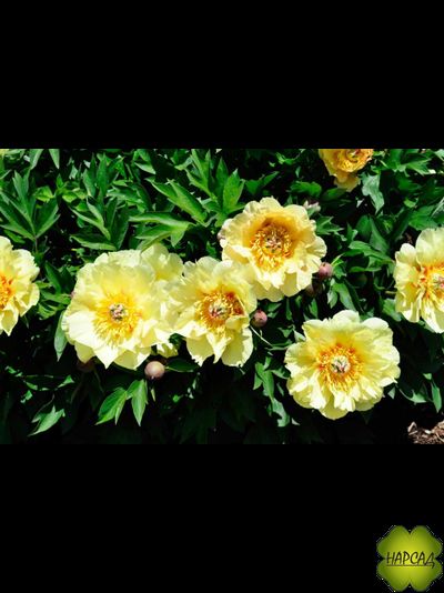 ПИОН ДРЕВОВИДНЫЙ ИТО-ГИБРИД "БОРДЕР ЧАРМ" зимовавший взрослый саженец