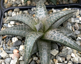 Haworthia venosa ssp.tessellata - укорененная детка