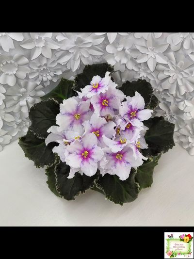 Dn-Love Time (Д. Денисенко) 2021 г.