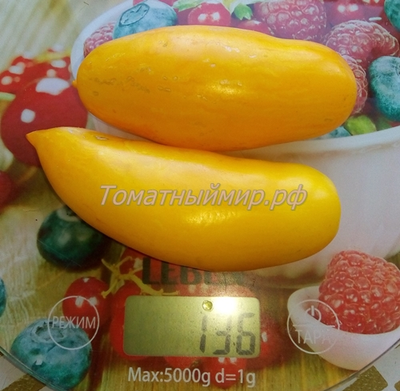 Томат Банановые ноги (Banana legs)