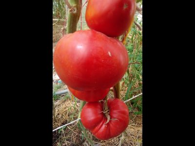 Томат Райское наслаждение