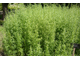Эстрагон, Тархун (Artemisia dracunculus) Франция, 5 мл - 100% натуральное эфирное масло