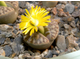 Lithops bromfieldii v.mennellii C283 - 10 семян