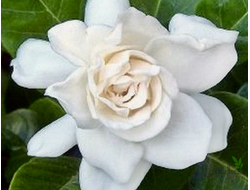 Gardenia sp. Australia