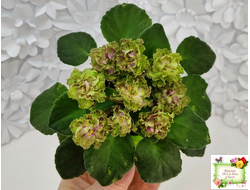 Allegro Pink Pistachio (J.Stromborg) (10765) 06/25/2015